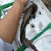 caucacuibap