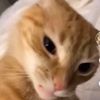 sya_4547