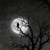 7acen_18