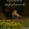 sohail.younis38