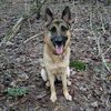 missythegermanshepherd