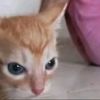 shira.pitu