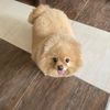jasmine_charlie