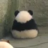 dauquexaodua