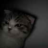 enzo_41485
