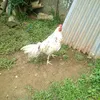 oliverpijana