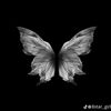 butterflies476