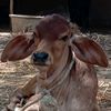 dairyfarm311