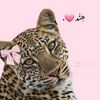 hendomar021