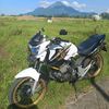tiger_putih5