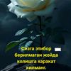 siznisogindimjonim911874