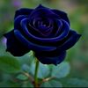 jacklinepeter856