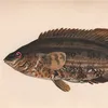 t.m_fisherman