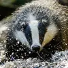 badgerguy0