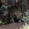 vertusiek