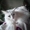 griffin.thomas58
