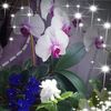 rabia.tezcan7