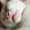 mellomin