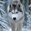 🐺LOBO🌕SOLITARIO🐺