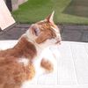 funtik_the_cat2021