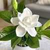 raniahamdan298