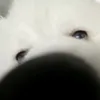 taddforzzzz