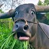 hamka3609
