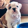 english bulldogsperu