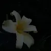shab8474