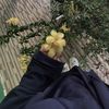 awni153