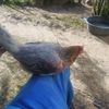 trabadegallo3