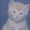 toilachipne2