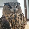 junior_owl