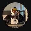 royal_penguinsquad
