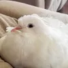 pigeon_lover706