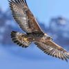 eagle.51
