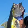 fish247