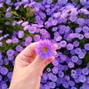 flower.queen48
