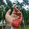 md.anik531