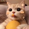 Funny Animal 777