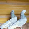 فلامنكو