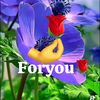 foryounpl