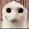 aduemxeo_208