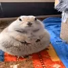 avragehungryhamster