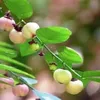 Chuyên thuốc Nam Dân Tộc