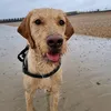 maddiethevizslador