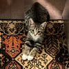 auorafetchcat