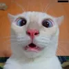 rucazoeiravideos2929