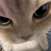 resansuuu0
