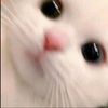 sadiya___320